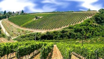 PSR Sicilia – misura 4.1: fondo perduto fino al 70% per sostenere gli investimenti nelle aziende agricole siciliane